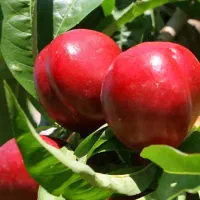 فروش نهال مرکبات توت سیب گردو بادام عناب صنوبر|خدمات باغبانی و درختکاری|ساری, |دیوار