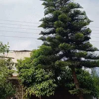 کاج مطبق بزرگ