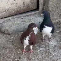 سه تا ماده آس به شرط تخم