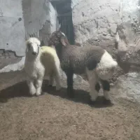۲بره نر دونی ۲۰تمن