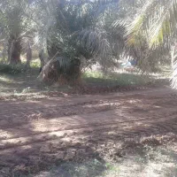 فروش یک عدد باغ خرما