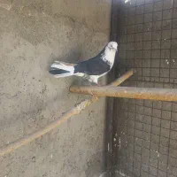 کفتر پرشی 16 عدد