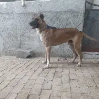 سرابی
