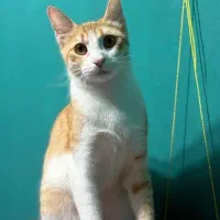 واگذاری رایگان