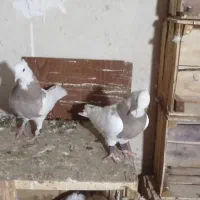 طوقی برای عشق باران