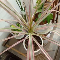 کارشناس مشاور گل و گیاه و باغبانی