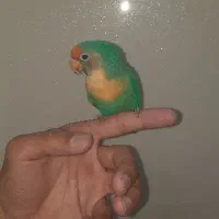 طوطی برزیلی نر رامه رام دستی