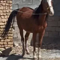 اسب مادیان پنج نشان