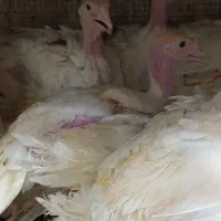 جوجه بوقلمون بیوتی 6