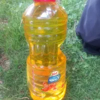 روغن لایت