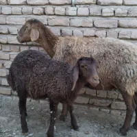 میش بره دار