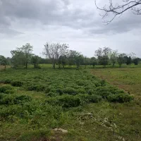 ۸۰۰ متر زمین ویودار داخل طرح