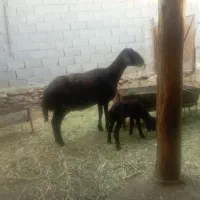 گوسفند