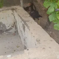 لاری مرغ