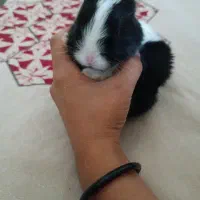 بچه خرگوش