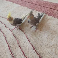 عروس هلندی اهلی