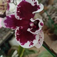 ارکیده بالغ گلدار و آماده گل دهی