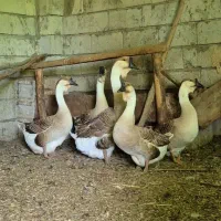 قوغاز آفریقایی اصیل