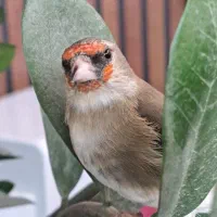 سهره ماده جوجه رام رام