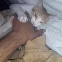 گربه