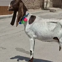 بز پاکستانی گوش بلند