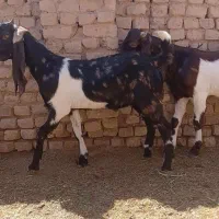 بزغاله دو رگ پاکستانی