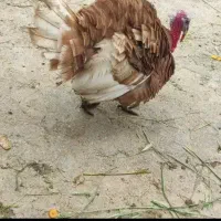 بوقلمون