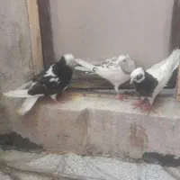 سه عددجوانه سره