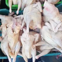 حراج مرغ محلی اوردک محلی خروس محلی  و غاز محلی
