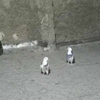کبوتر