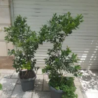 گل یاس هلندی و گل کاغذی