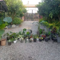 گل آپارتمانی
