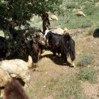 بزغاله|حیوانات مزرعه|صحنه, |دیوار