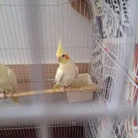 عروس هلندی نر دستی اهلی