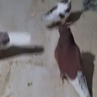 کبوتر