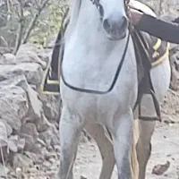 اسب کرد رقاص بازیکن