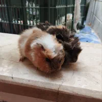 خوکچه هندی