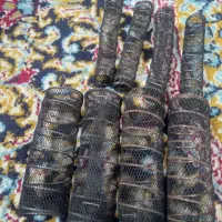 بیگودی فرباسوزن