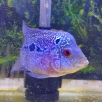 فلاور بلو پرل