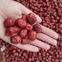 عناب اصل قاینات