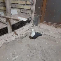 کبوتر پرشی|پرنده|نیشابور, مازول|دیوار