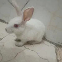 خرگوش ماده سفید