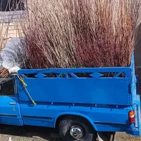 انواع گلهای چهار فصل  زینتی‌ورونده‌گل‌محمدی کاشان