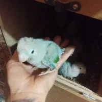 جوجه گرینچیک