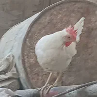 مرغ سفید
