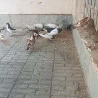 کفتر فقط 50 هزار