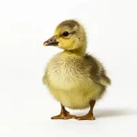 جوجه غاز عمده و خرده