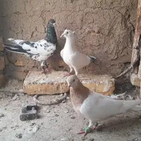 کفتر پرنده کبوتر پرپری