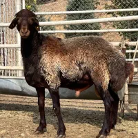 بره نر
