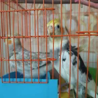 عروس هلندی جفت